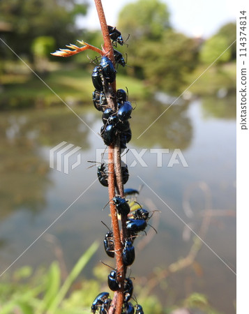 The thunder beetle has a beautiful lapis lazuli luster 114374814