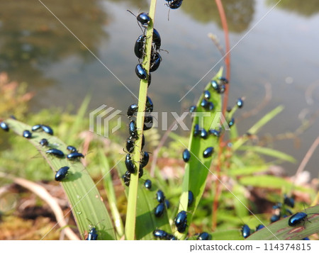 The thunder beetle has a beautiful lapis lazuli luster 114374815