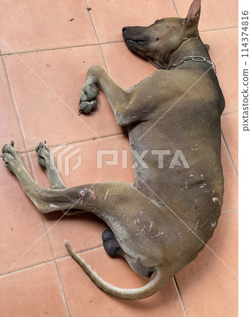 Thai Ridgeback dog sleeping on floor 114374816