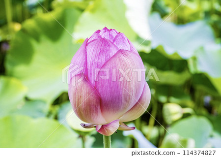 A lotus A lotus 114374827