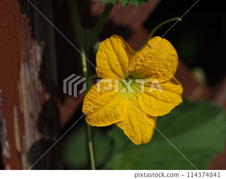 Close-up of black gourd flower 114374841