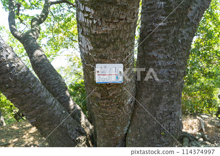 桶野山頂(三重縣鳥羽市) 桶野山頂(三重縣鳥羽市) 114374997
