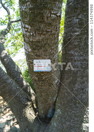 桶野山頂(三重縣鳥羽市) 桶野山頂(三重縣鳥羽市) 114374998