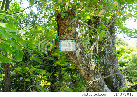 The summit of Hiyoriyama (Toba City, Mie Prefecture) The summit of Hiyoriyama (Toba City, Mie Prefecture) 114375013