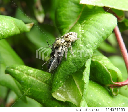 Jumping spiders prey on flies Jumping spiders prey on flies 114375363