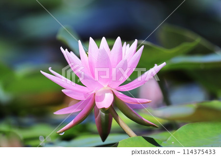 Beautiful pink water lily 114375433