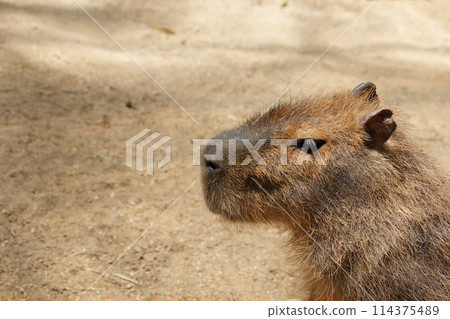 羊駝 羊駝 114375489