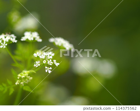 French parsley flowers and copy space 114375562