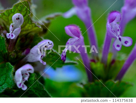 Hotokenoza 和 Himeodrikosou 互相交談。 114375638