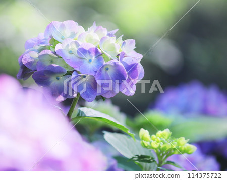 百合紫色繡球花 百合紫色繡球花 114375722