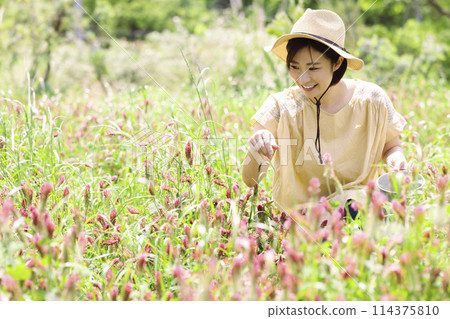Woman picking flowers Woman picking flowers 114375810