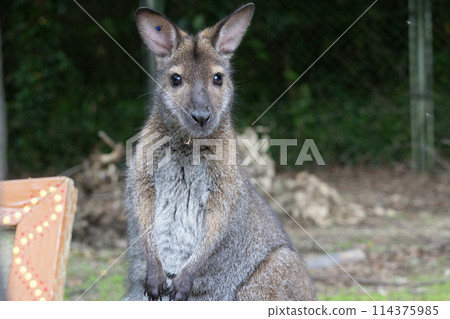 Bennett Red Ruby Wallaby Bennett Red Ruby Wallaby 114375985