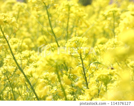 The dignified rapeseed 114376127