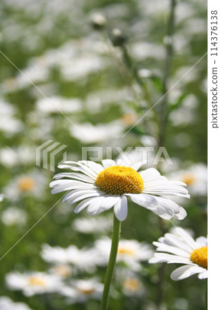  White flower 114376138