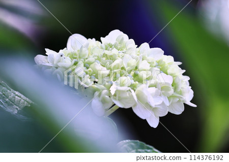 美麗的白色繡球花 114376192