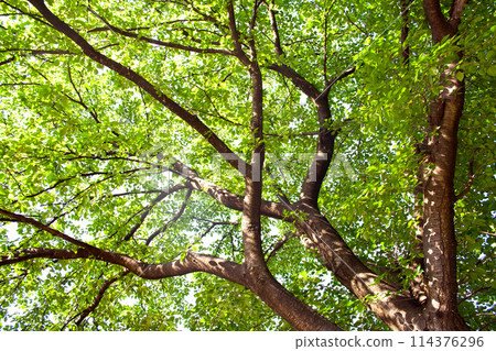 新鮮的綠色櫻桃樹 新鮮的綠色櫻桃樹 114376296