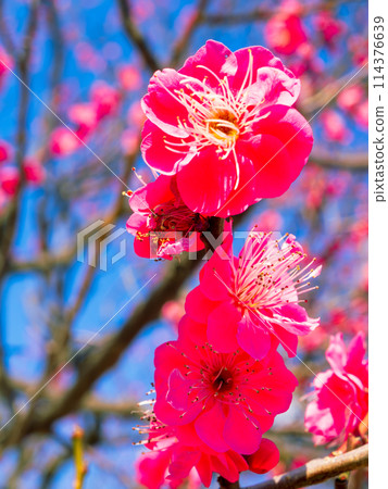 Red plum blossoms in full bloom bathed in the early spring sunshine Red plum blossoms in full bloom bathed in the early spring sunshine 114376639