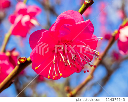 Red plum blossoms in full bloom bathed in the early spring sunshine 114376643