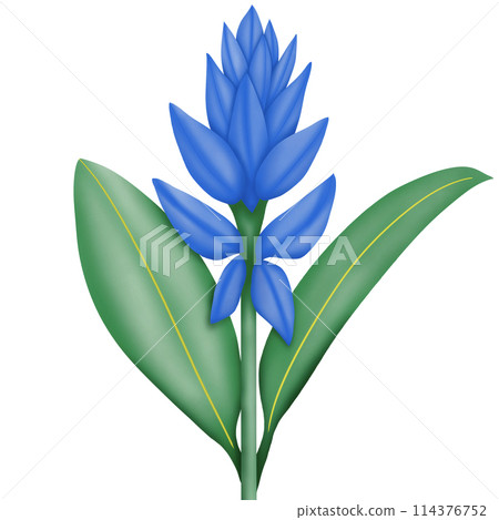blue lily on a white background blue lily on a white background 114376752