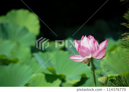 Toji Temple Lotus Toji Temple Lotus 114376770