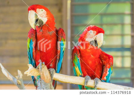 Colorful parrot Colorful parrot 114376918