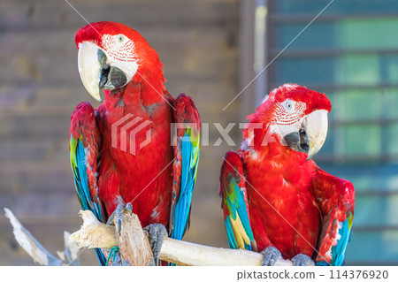 多彩的鸚鵡 114376920