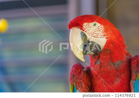 多彩的鸚鵡 114376921