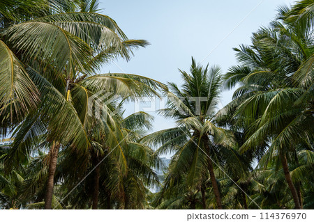 Palm trees Palm trees 114376970