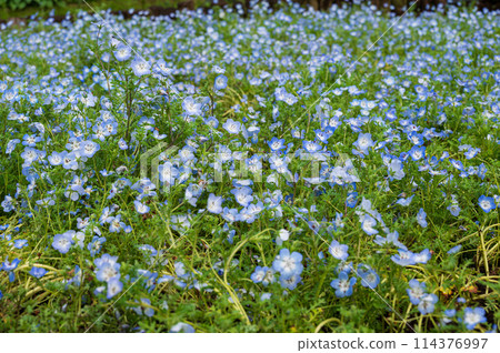 雨後的粉蝶花田，相模原公園 114376997