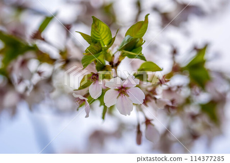 Sakura, cherry blossoms. 114377285