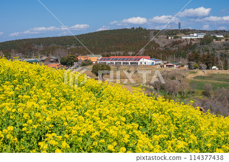 Mother Farm's rapeseed flower field: a combination of yellow and blue 114377438