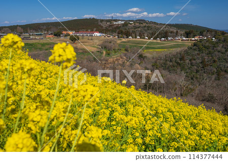 Mother Farm's rapeseed flower field: a combination of yellow and blue Mother Farm's rapeseed flower field: a combination of yellow and blue 114377444