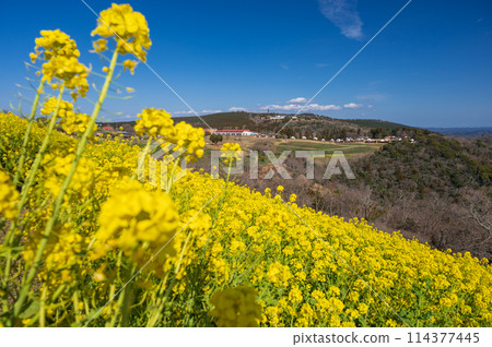 Mother Farm's rapeseed flower field: a combination of yellow and blue Mother Farm's rapeseed flower field: a combination of yellow and blue 114377445