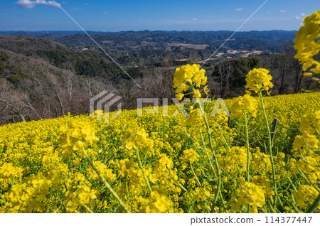 Mother Farm's rapeseed flower field: a combination of yellow and blue 114377447