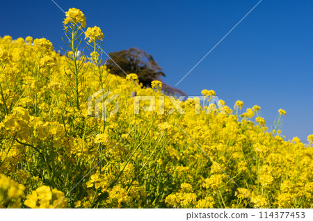 媽媽農場的油菜花田-黃色和藍色的組合 媽媽農場的油菜花田-黃色和藍色的組合 114377453