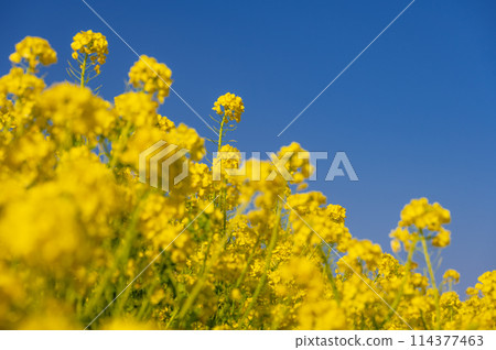 Mother Farm's rapeseed flower field: a combination of yellow and blue 114377463