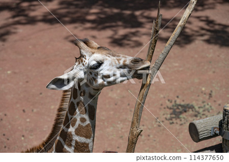 麒麟 麒麟 114377650