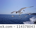 Feeding sea urchins 114378043