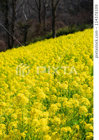 母親農場油菜田黃地毯 母親農場油菜田黃地毯 114378109