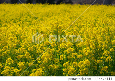 Mother Farm's rapeseed flower field: a yellow carpet 114378111