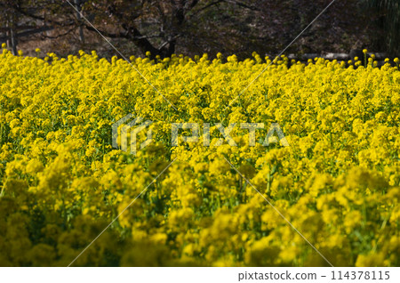 Mother Farm's rapeseed flower field: a yellow carpet 114378115