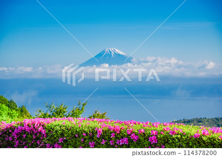 (Shizuoka Prefecture) Mount Fuji as seen from the Darumayama Plateau with azaleas in bloom 114378200