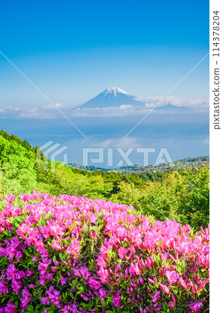 （靜岡縣）從達摩山高原看到的富士山杜鵑花盛開 114378204