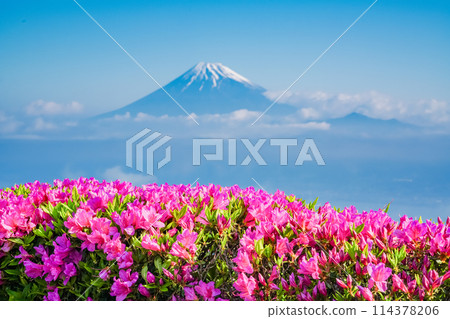 (Shizuoka Prefecture) Mount Fuji as seen from the Darumayama Plateau with azaleas in bloom (Shizuoka Prefecture) Mount Fuji as seen from the Darumayama Plateau with azaleas in bloom 114378206