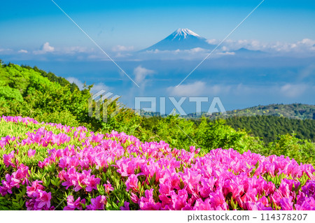 (Shizuoka Prefecture) Mount Fuji as seen from the Darumayama Plateau with azaleas in bloom (Shizuoka Prefecture) Mount Fuji as seen from the Darumayama Plateau with azaleas in bloom 114378207
