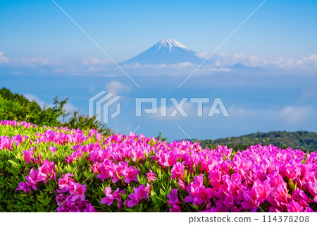 (Shizuoka Prefecture) Mount Fuji as seen from the Darumayama Plateau with azaleas in bloom (Shizuoka Prefecture) Mount Fuji as seen from the Darumayama Plateau with azaleas in bloom 114378208