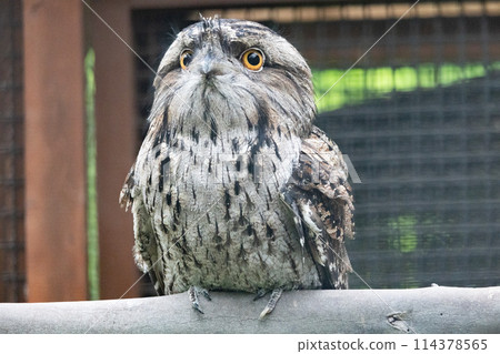 Australia Gamaguchi Yotaka Australia Gamaguchi Yotaka 114378565