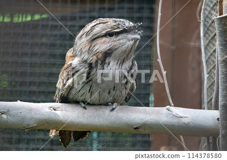 Australia Gamaguchi Yotaka 114378580