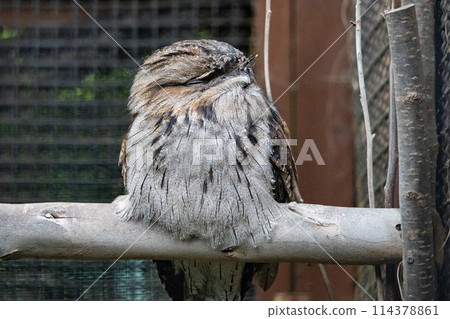 Sleeping Frogmouth 114378861