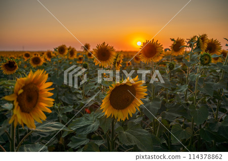 Field sunflowers in the warm light of the setting sun. Summer time. Concept agriculture oil production growing. 114378862